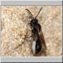 Mimumesa sp - Grabwespe 08a 6-7mm mit Zikade.jpg